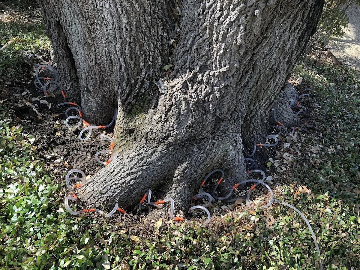 Detailed Tree Cabling and Bracing job site in Commerce Township